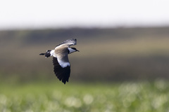 Vanellus spinosus