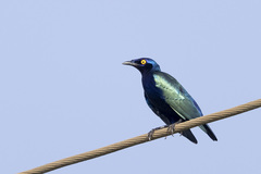 Lamprotornis purpureus