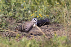 Turtur abyssinicus