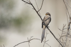 Lanius corvinus