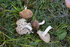 Cuphophyllus colemannianus