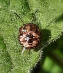 Dryadocoris apicalis