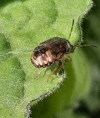 Dryadocoris apicalis