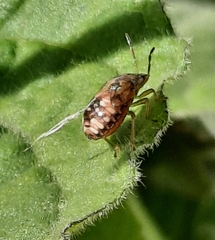 Dryadocoris apicalis