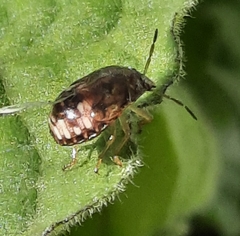 Dryadocoris apicalis