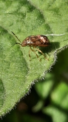 Dryadocoris apicalis