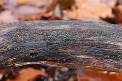 Strossmayeria basitricha