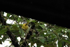 Coereba flaveola