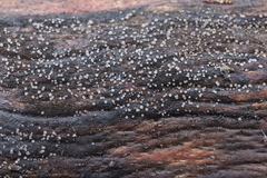 Strossmayeria basitricha