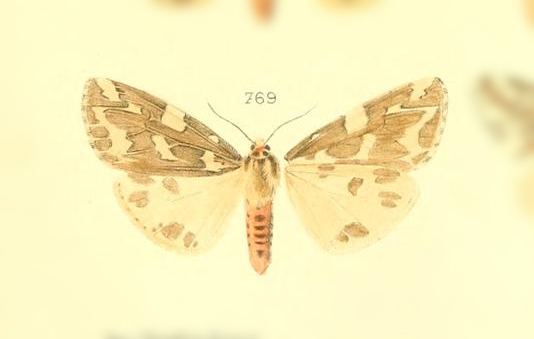 Eospilarctia pauper
