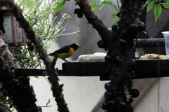 Euphonia chlorotica
