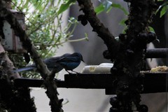 Dacnis cayana