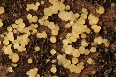 Strossmayeria basitricha