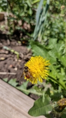 Eristalis tenax