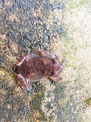 Uperodon taprobanicus