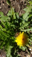Eristalis tenax