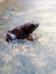 Uperodon taprobanicus