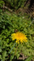 Eristalis tenax