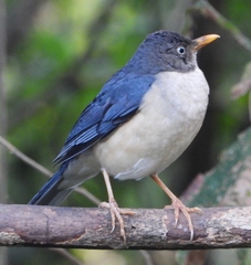 Turdus reevei