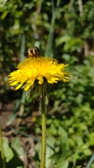 Eristalis tenax