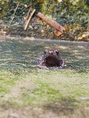 Uperodon taprobanicus