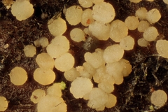 Strossmayeria basitricha