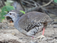 Crypturellus transfasciatus
