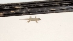Hemidactylus platyurus