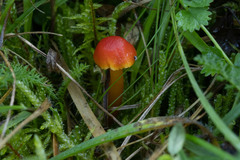 Hygrocybe insipida