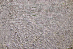 Strossmayeria basitricha