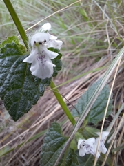 Stachys natalensis