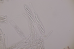 Strossmayeria basitricha