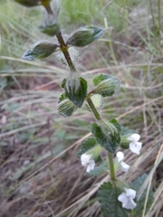 Stachys natalensis