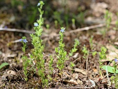 Veronica dillenii