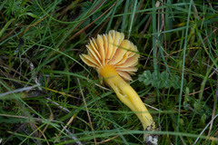 Hygrocybe quieta