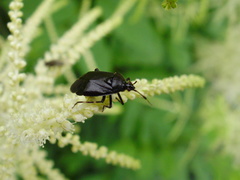 Deraeocoris trifasciatus