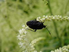 Deraeocoris trifasciatus
