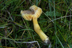Hygrocybe quieta