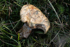 Lactarius sanguifluus