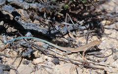 Ayun Sand Lizard photo 2