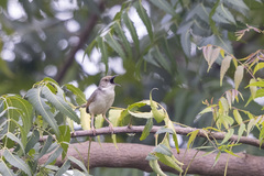 Cisticola cantans