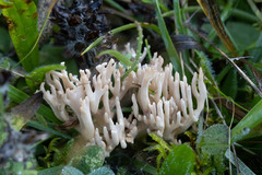 Ramaria gracilis