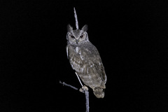 Bubo cinerascens
