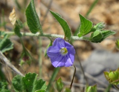 Convolvulus siculus
