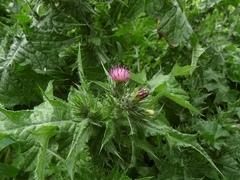 Carduus pycnocephalus albidus