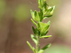 Veronica dillenii