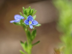 Veronica dillenii
