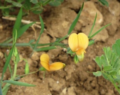 Lathyrus gorgonei