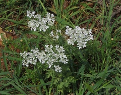 Tordylium aegyptiacum