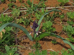 Bellevalia trifoliata